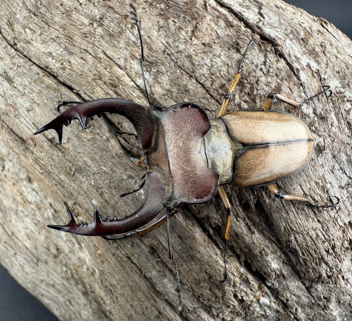 【WD】《デラバイミヤマクワガタ 48.5mm ペア》