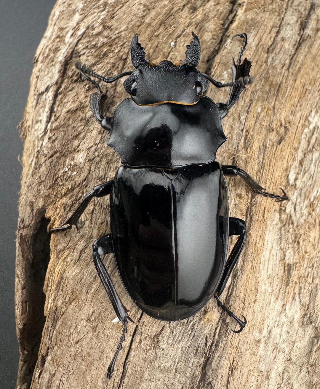 【WD】良型《インターメディアツヤクワガタ ネグロス島産 96mm ペア》