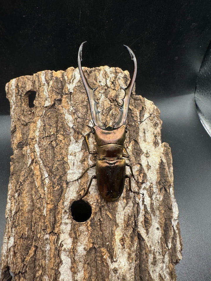 【WD】《メタリフェルホソアカ 89mm ペア》