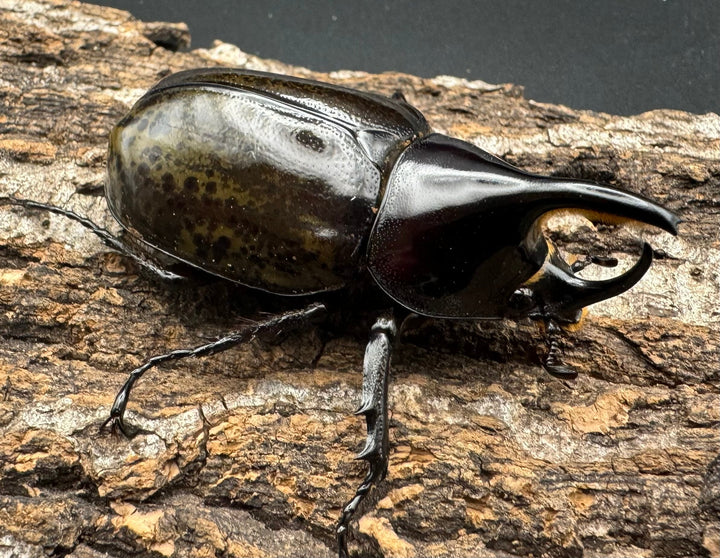 【WF2】《モロンオオカブト 62mm ペア》