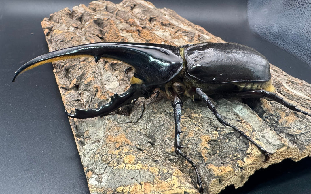 《ヘラクレス・ヘラクレス 146mm ペア》