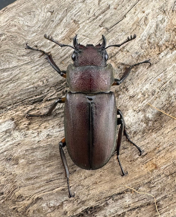 《メタリフェルホソアカ亜種サンギレンシス 72mm ペア》