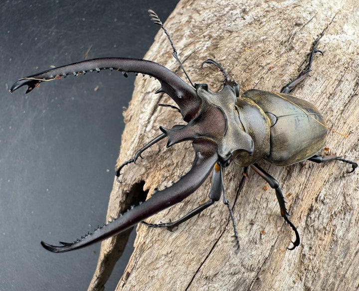 【WD】《プラネットミヤマクワガタ 80.5mm ペア》