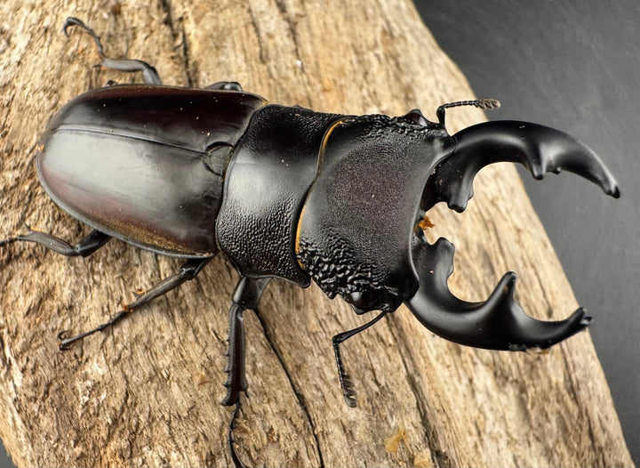 【WD】大型短歯《ルマウィノコギリ  60.5mm ペア》