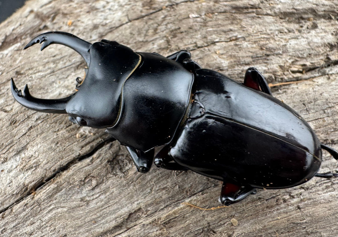 【WD】《アカアシクワガタ亜種miyamai 47mm ペア》