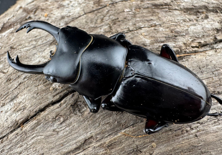 【WD】《アカアシクワガタ亜種miyamai 47mm ペア》