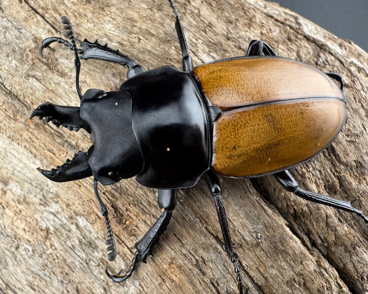 【WD】《ニティドゥスマルバネ亜種lemeei 広西壮族産 46.5mm A’品ペア》②