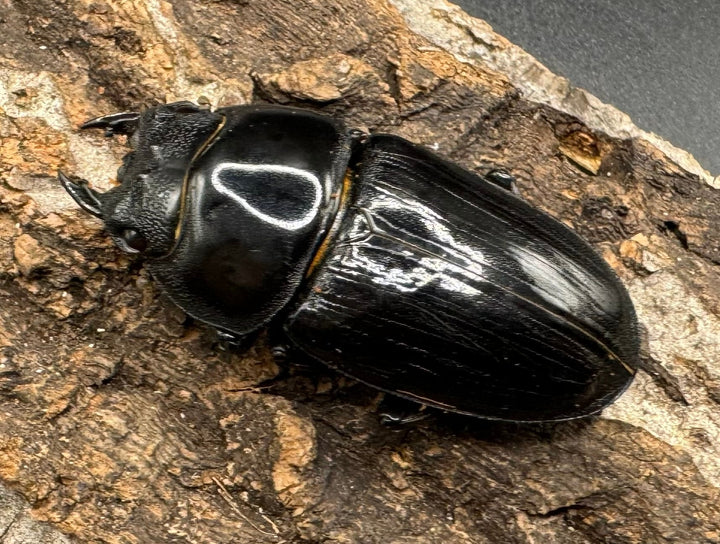 《オオクワガタ 川西血統 78mm ペア》ヒート氏ブリード個体