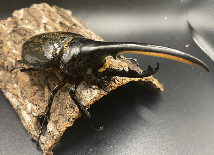 《ヘラクレス・ヘラクレス 126mm ペア》