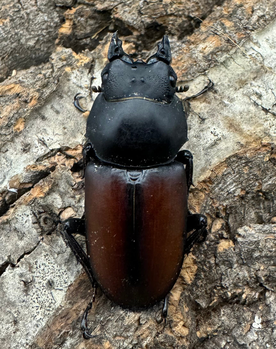 【WD】《マクレイコクワ チベット産 39.5mm ♀単》