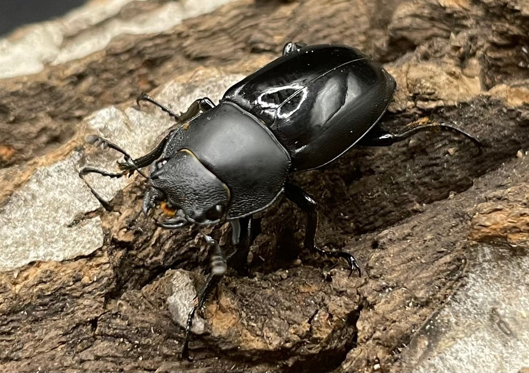 【WD】超貴重種《スピネウスノコギリクワガタ 40.5mmUP ペア》