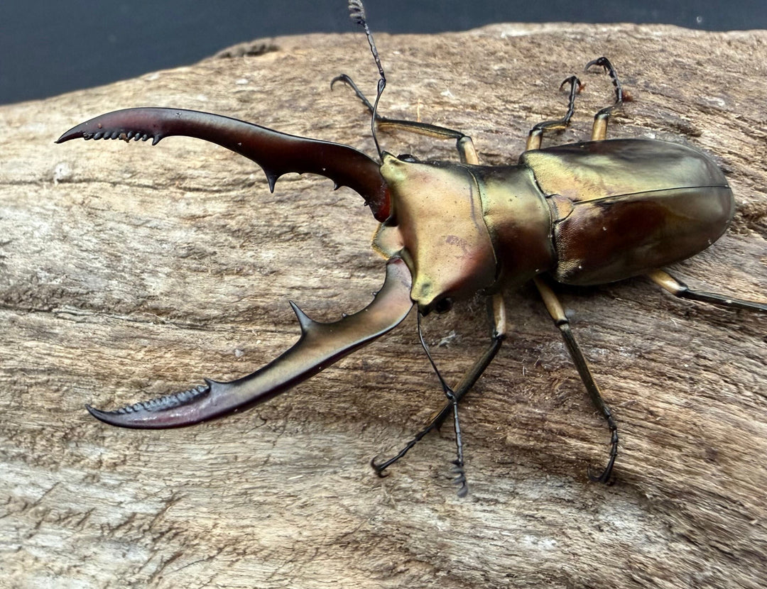 《メタリフェルホソアカ亜種サンギレンシス 56mm ペア》