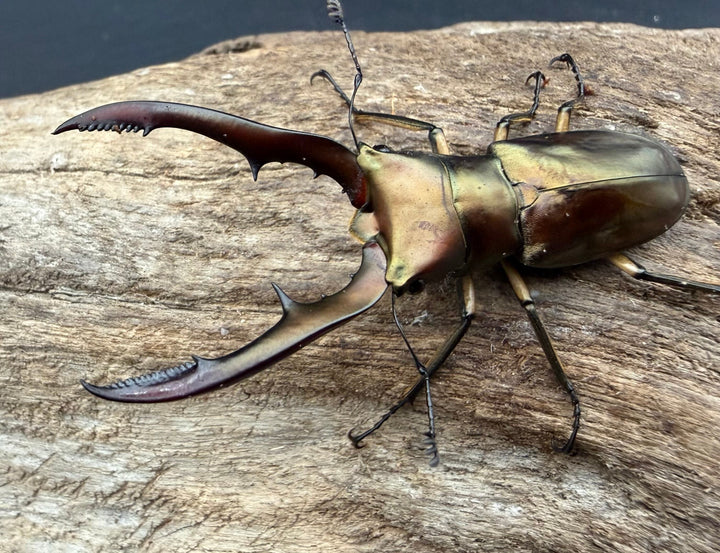 《メタリフェルホソアカ亜種サンギレンシス 56mm ペア》