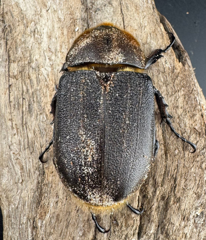 《ヘラクレス・ヘラクレス 137mm ペア》