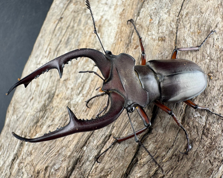 【WD】《デューベイアヌスミヤマ ssp. 60mm ペア》