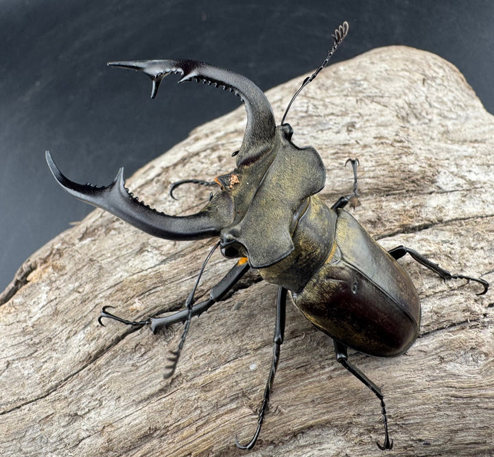 【WD】《ノビリスミヤマ 62mm ペア》