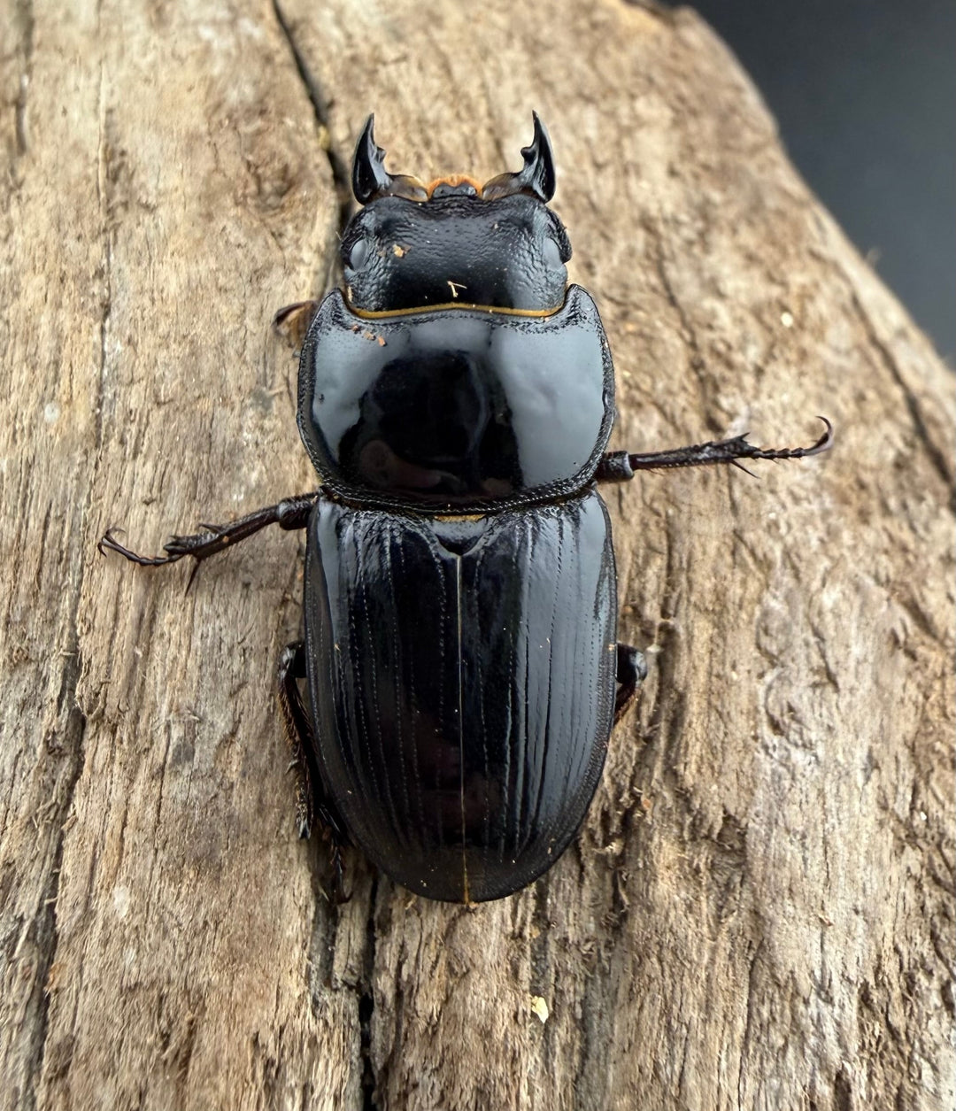 《スキットオオクワガタ 34mm ペア》