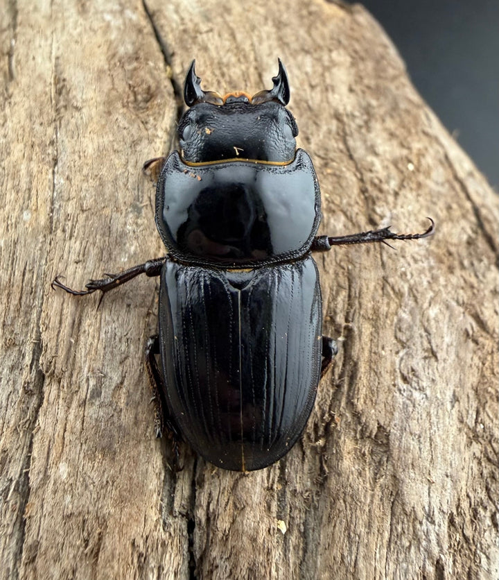 《スキットオオクワガタ 34mm ペア》