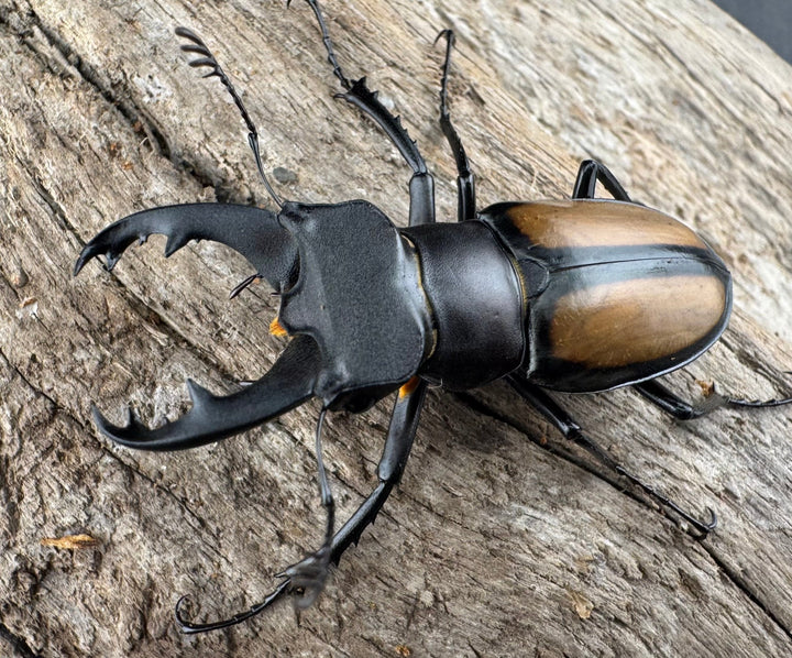 【WD】《パリーミヤマクワガタ 40.5mm ペア》