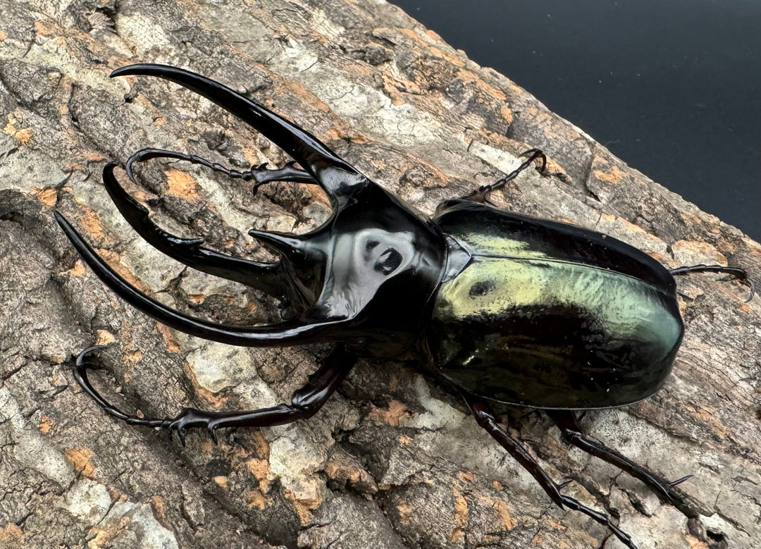 【WD】大型《ジャワコーカサスオオカブト 111mm A'品ペア》