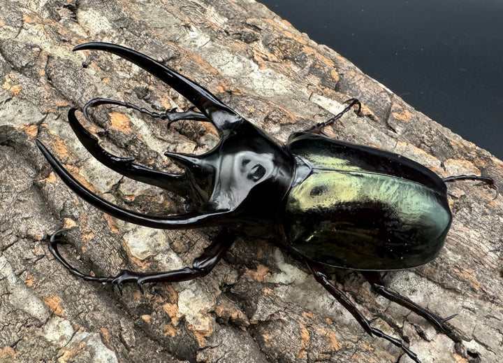 【WD】大型《ジャワコーカサスオオカブト 111mm A'品ペア》