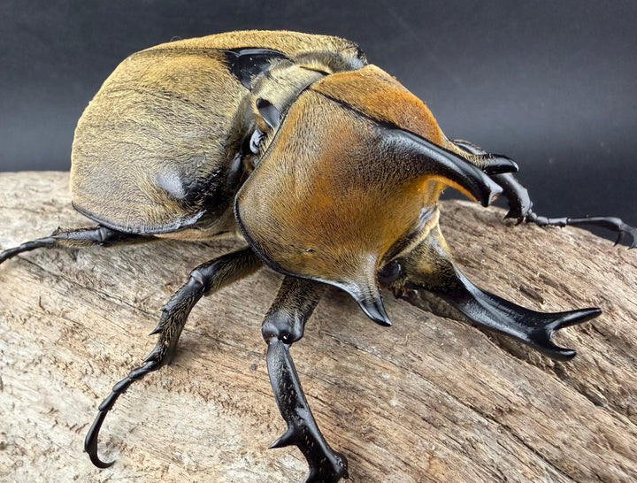 《ギアス ルンバッシャー 87mm ペア》