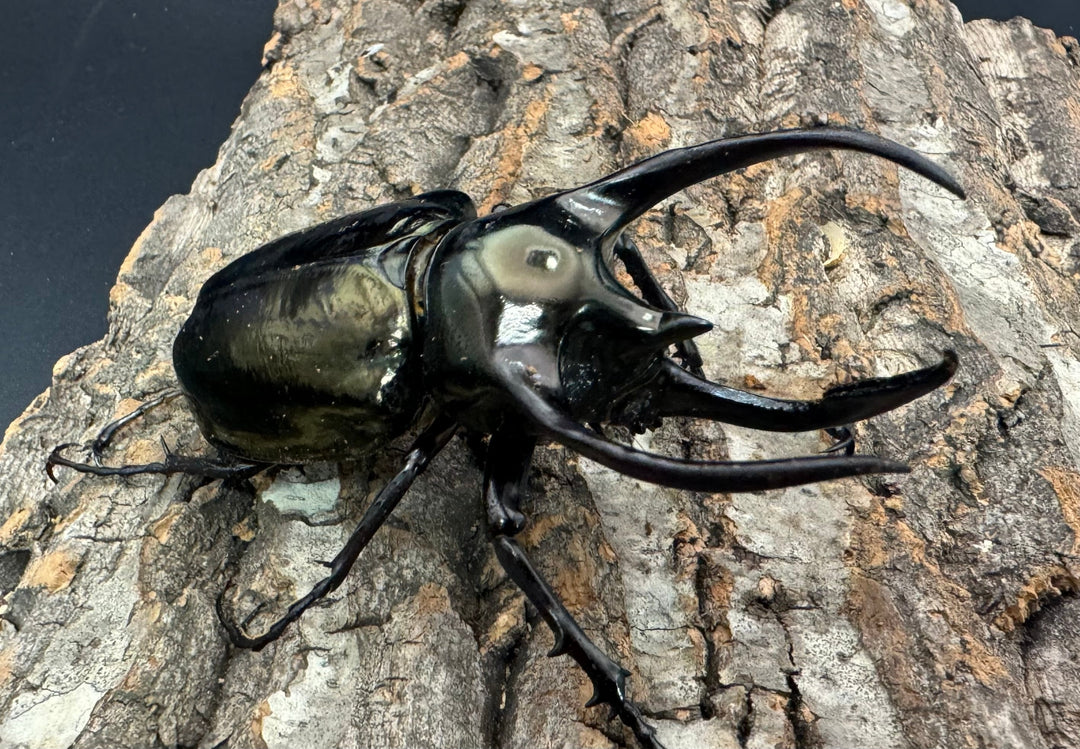 【WD】《ミンダナオアトラスオオカブト 94.5mm ペア》