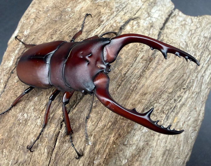 【WD】《アスタコイデス亜種ドゥベルナルディ 66mm ペア》