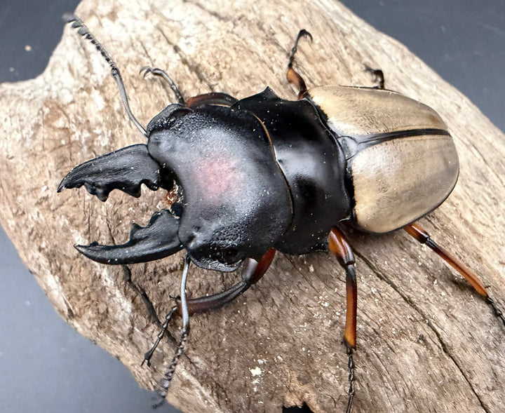 【WD】《フェモラリスツヤ亜種waterstradit 67mm ペア》