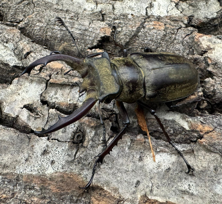 【WD】《チベットミヤマ原名亜種 51mm ペア》