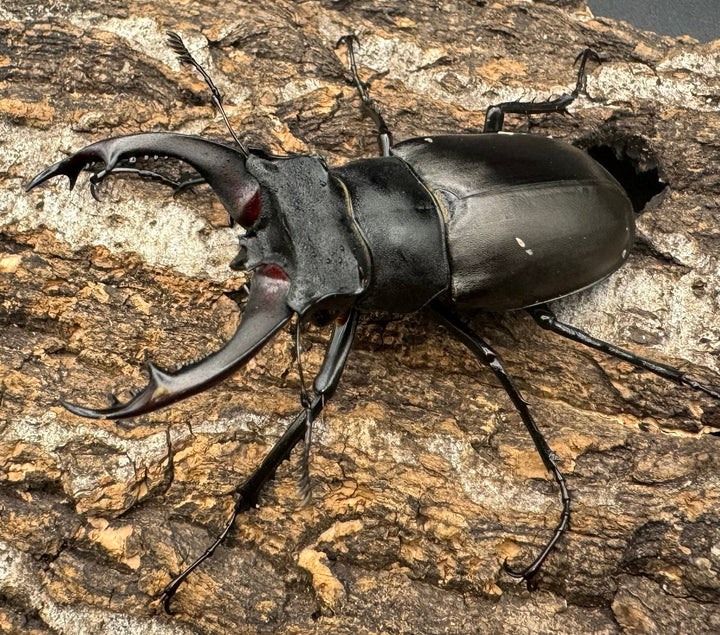 即ブリ《アクベシアヌスミヤマ 66mm ペア》