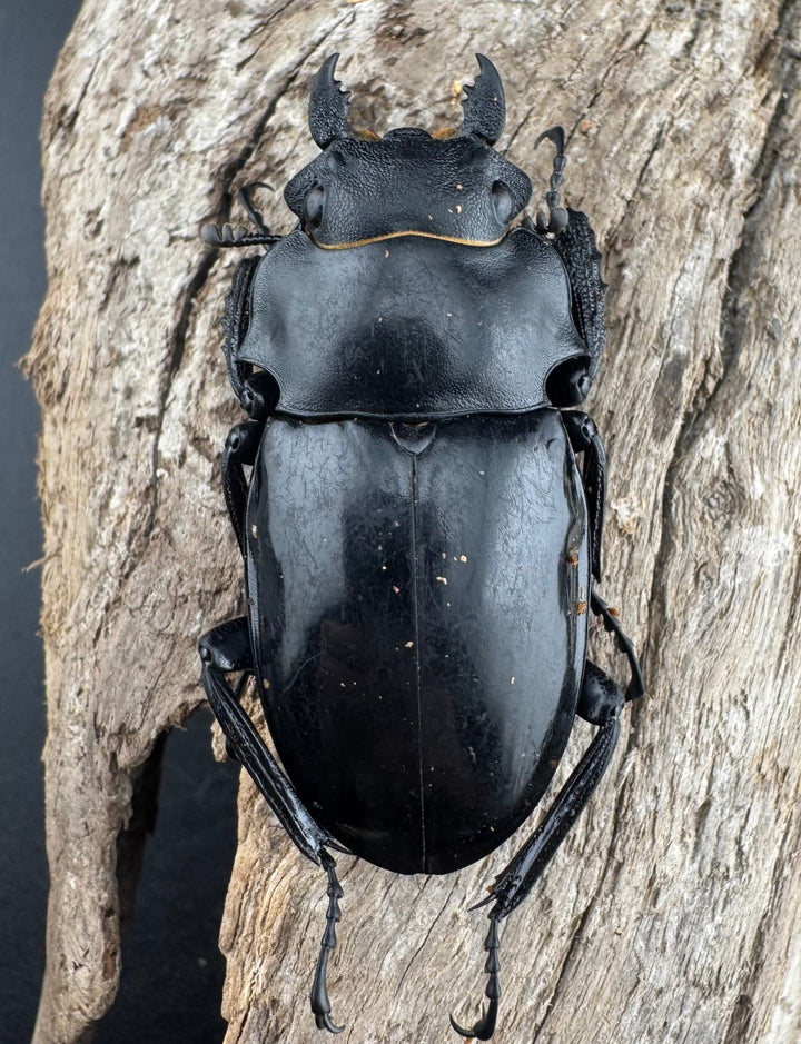 【WD】《インターメディアツヤクワガタ ロハス産 81mm ペア》