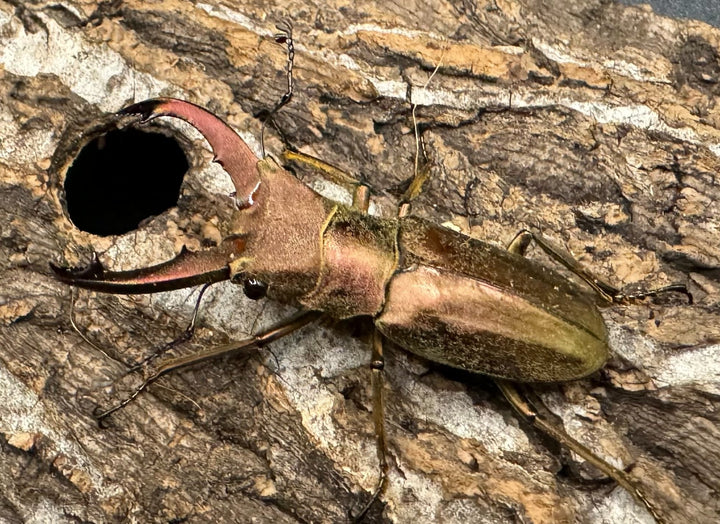 【WD】《クプレオニテンスホソアカ 43mm ペア》