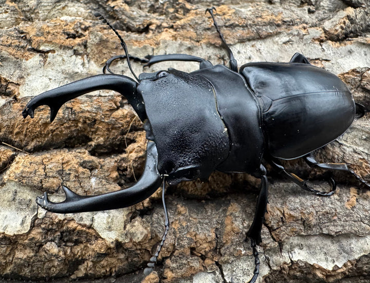 【WD】《スティーブンスツヤクワガタ原名亜種 84mm ペア》