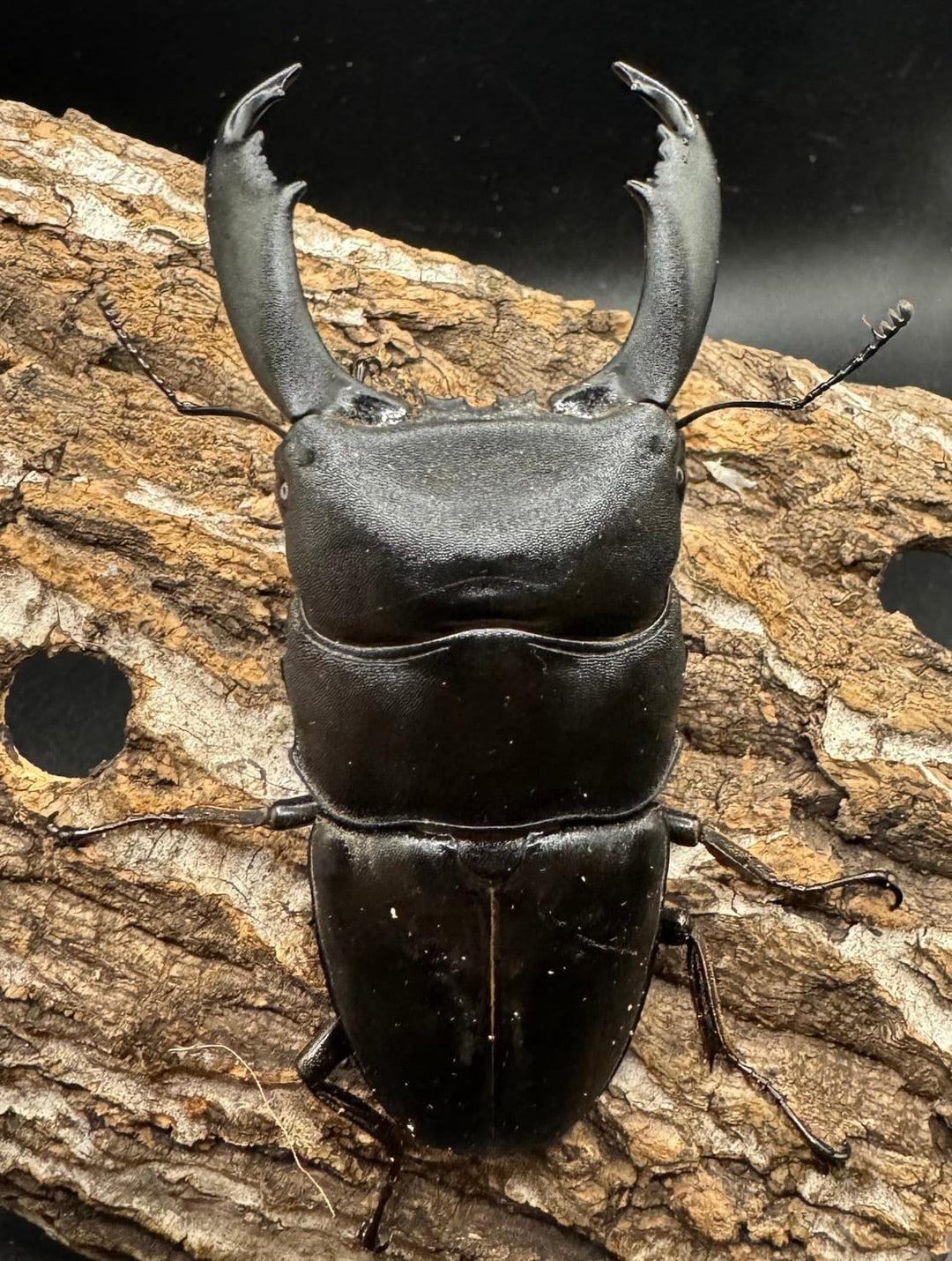 【WD】《西ペレンオオヒラタ 90mm ペア》