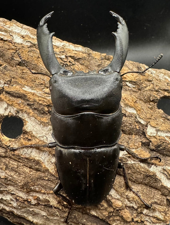 【WD】《西ペレンオオヒラタ 90mm ペア》