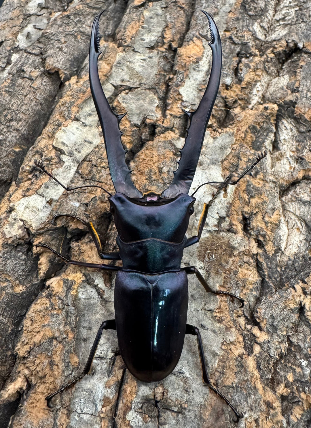 【美麗】《メタリフェルホソアカ 76mm ペア》わたくわ氏ブリード個体