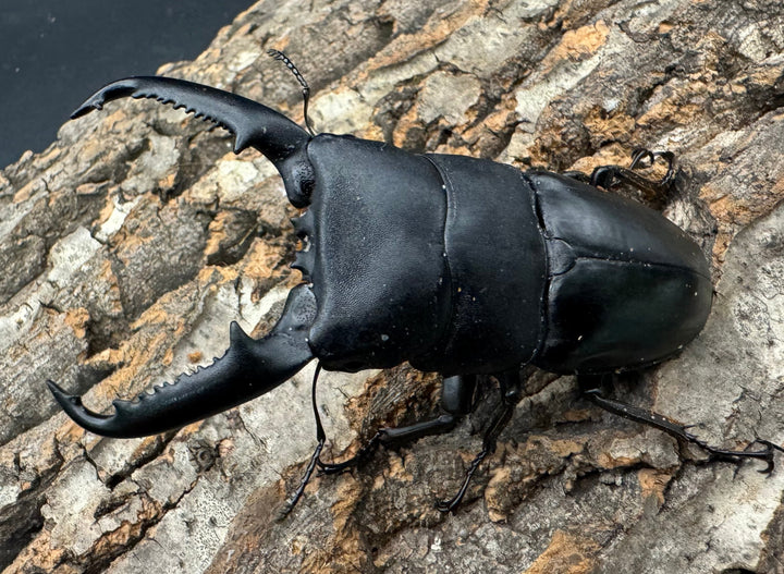 【WD】新産地《パラワンオオヒラタクワガタ ロハス産 90.5mm ペア》