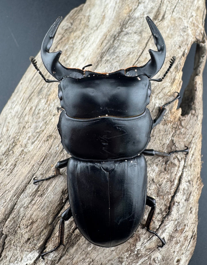 【WD】《アンタエウスオオクワ亜種miyashitai 74mm ペア》