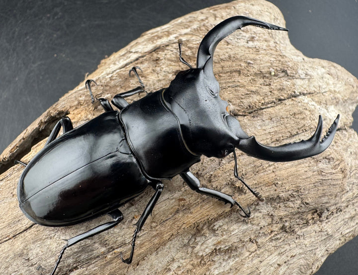 【WD】《ウエストウッディ亜種カズミアエ 雲南省産 81mm ペア》