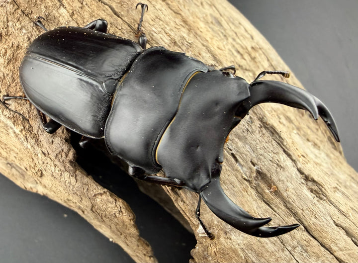 【F0】《国産オオクワガタ 茨木市産 64.5mm ♂♀♀トリオ》