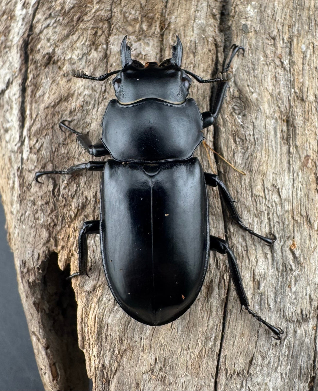 【WD】《ウエストウッディ亜種カズミアエ 雲南省産 62mm ペア》