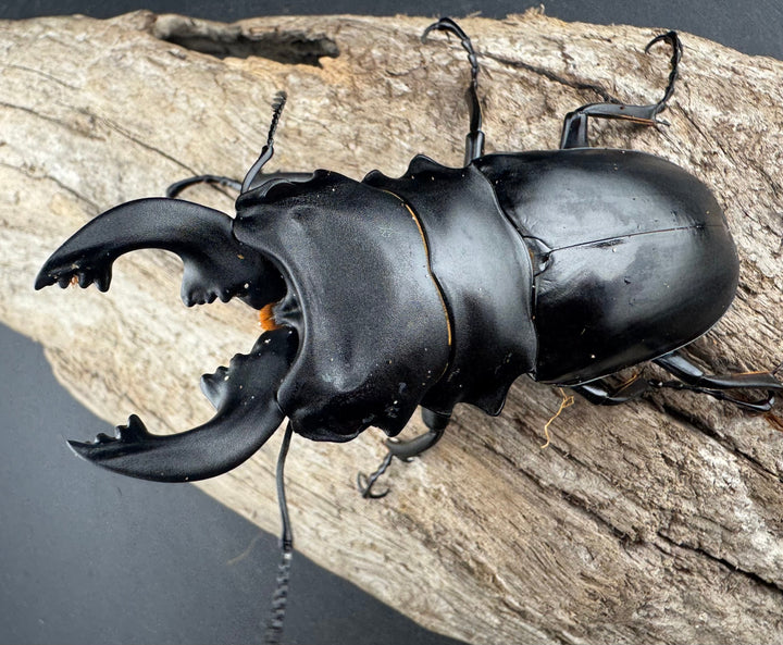 【WD】《ミンダナオアルケスツヤクワガタ 82.5mm ペア》