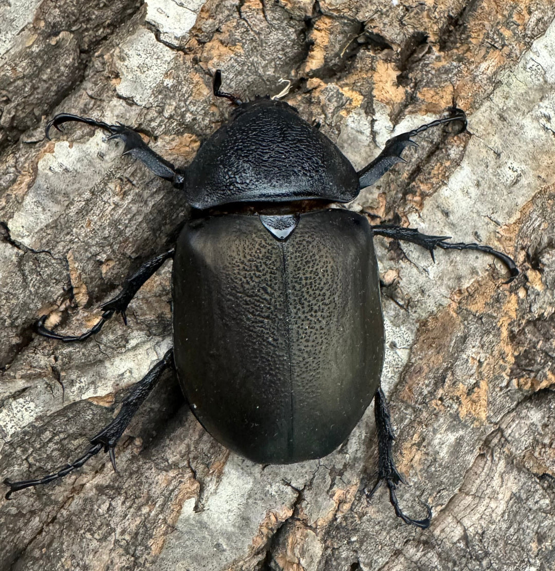 【WD】《インドアトラスオオカブト亜種マンテツ ラオス産 90mm ペア》