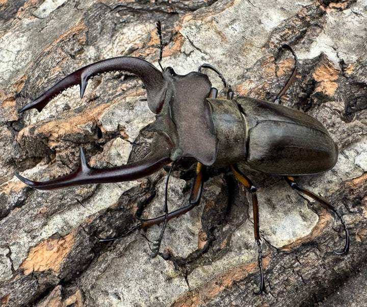 【WD】大型《クラーツミヤマ原名亜種 64mm ペア》