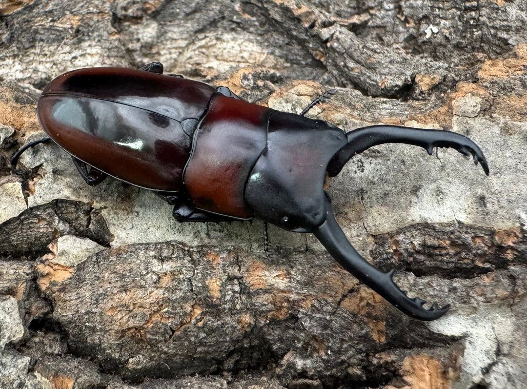 【WD】《ドルサリスノコギリ原名亜種 南カマリネス産 50mmペア》