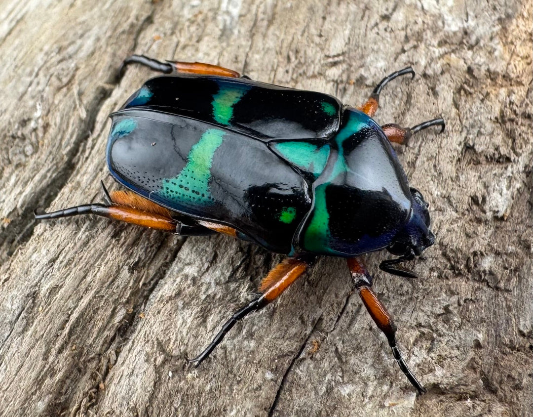 【WD】《ベルシコロールツヤカナブン ロハス産 ペア》