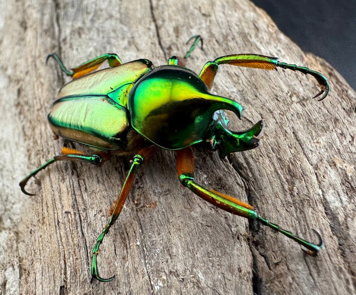 【WD】《セブヒメカブトハナムグリ亜種kachikun ♀グリーン系 ペア》