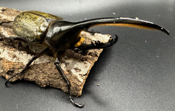 《ヘラクレス・ヘラクレス 126mm ペア》