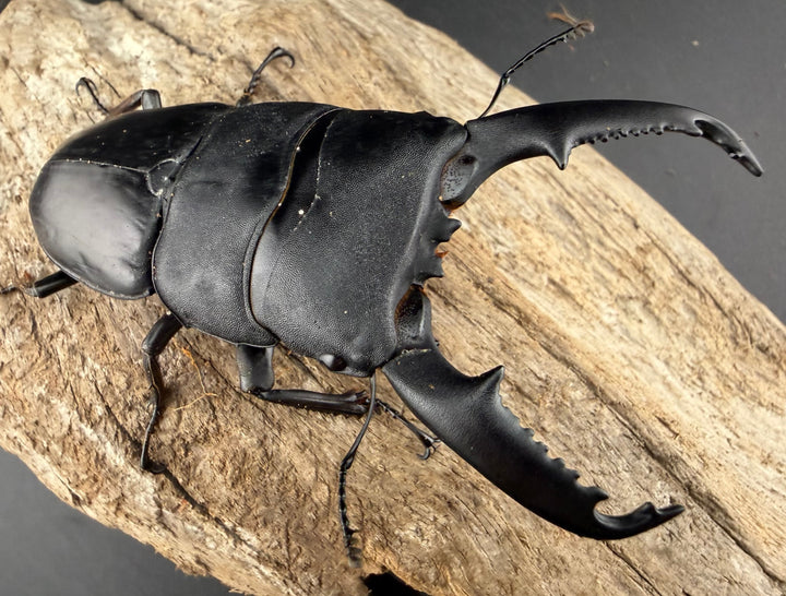 【WD】《ミンダナオヒラタ マラグサン産 91mm ペア》